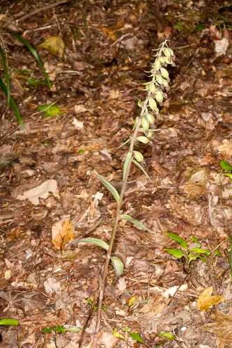 Violet Helleborine (Epipactis purpurata)