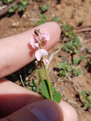 Desmodium varians