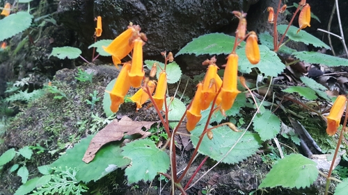 Smithiantha aurantiaca