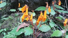 Smithiantha aurantiaca