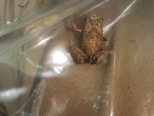 Brown Rain Frog, Scaphiophryne brevis