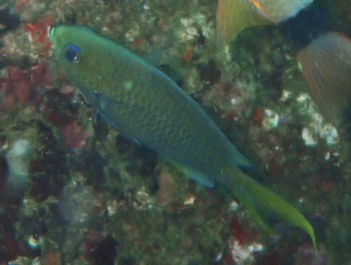 Chromis xanthopterygia observed 2026-02-11