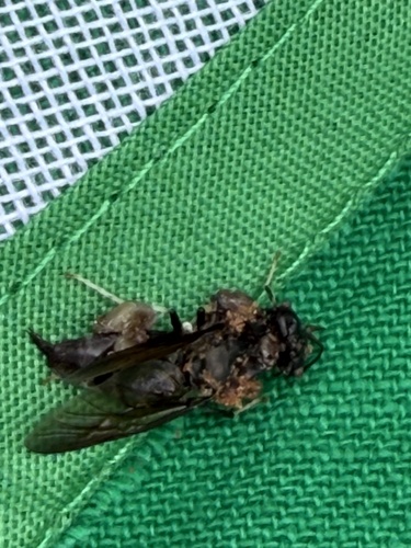 Black Soldier Fly