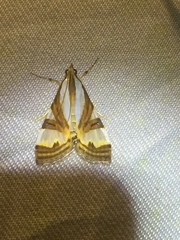 Glyphodes exquisitalis