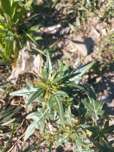 spiny cocklebur