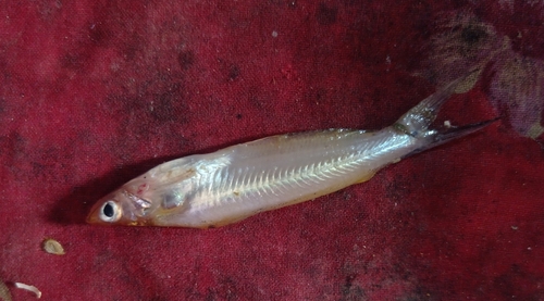Indische glasmeerval (Pachypterus atherinoides) — Schilbeidae — 2