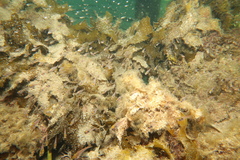 Pempheris klunzingeri