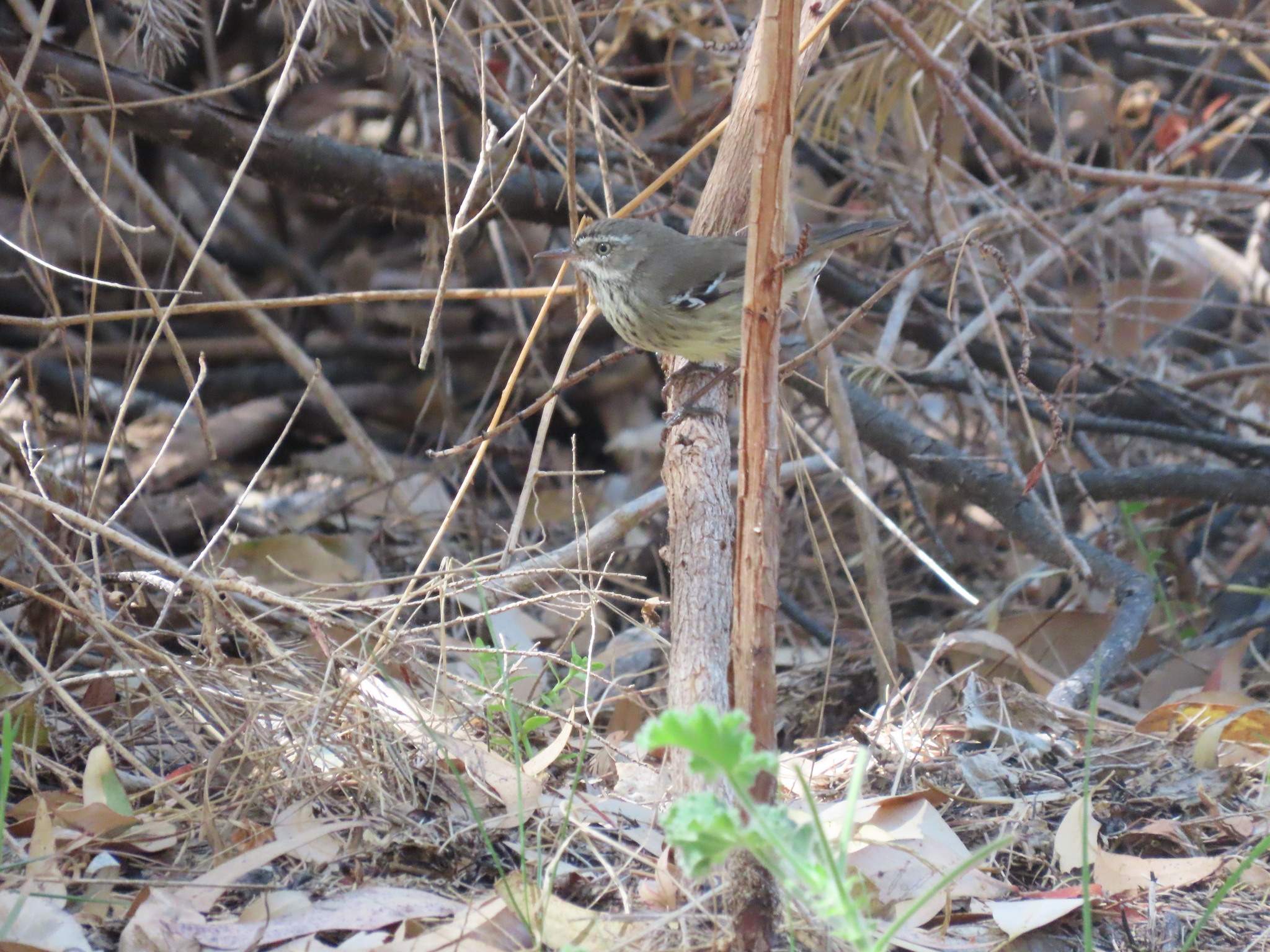 Spotted Scrubwren (Sericornis maculatus), photo 7