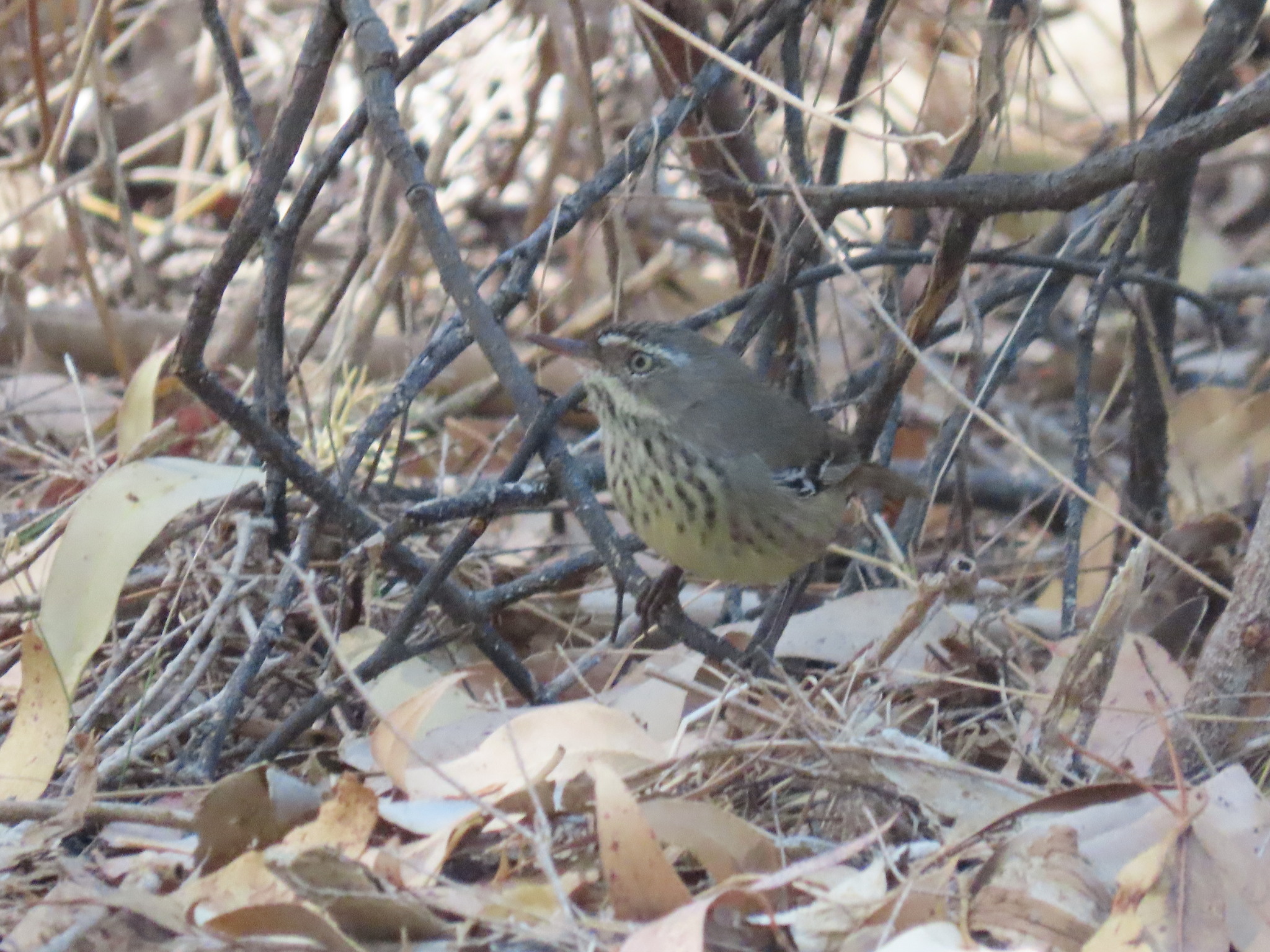 Spotted Scrubwren (Sericornis maculatus), photo 8