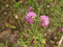 (c) ian_mcallan, some rights reserved (CC BY) Melaleuca crossota, photograph (c) ian_mcallan, some rights reserved (CC BY)