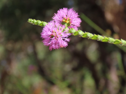Melaleuca crossota, photograph 4