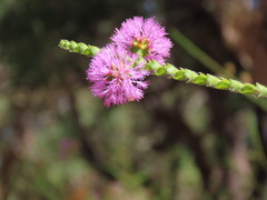 (c) ian_mcallan, some rights reserved (CC BY) Melaleuca crossota, photograph (c) ian_mcallan, some rights reserved (CC BY)
