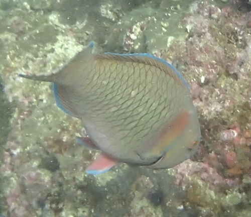 Persian parrotfish (Scarus persicus) — Scaridae — 4