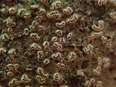 Chiodecton colensoi