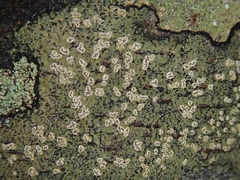 Chiodecton colensoi