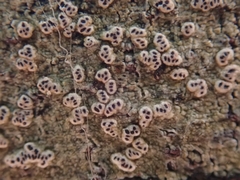 Chiodecton colensoi
