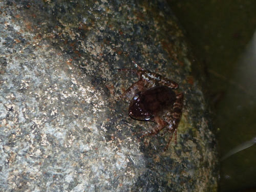 Phrynobatrachus dendrobates