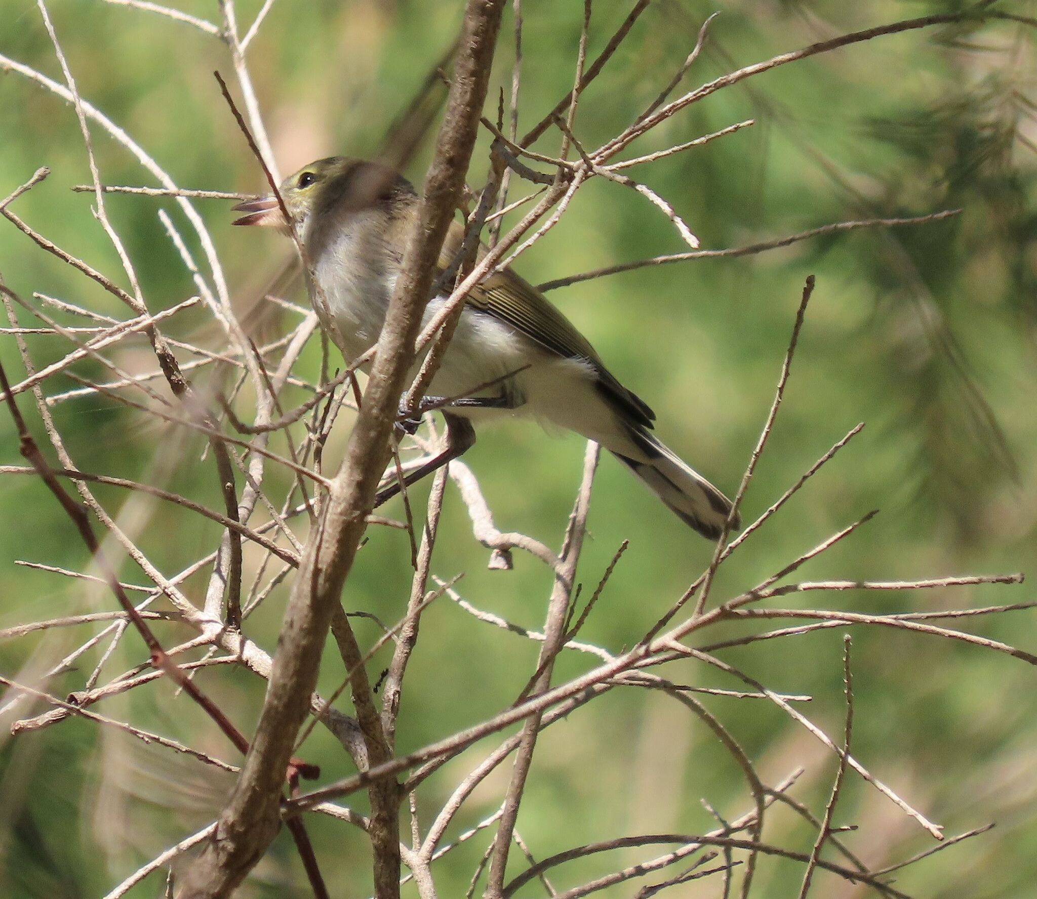 Western Gerygone (Gerygone fusca), photo 3