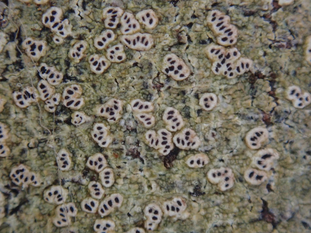 Chiodecton