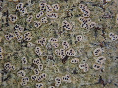 Chiodecton colensoi