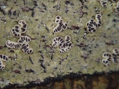 Chiodecton colensoi