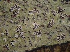 Chiodecton colensoi