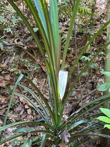 Pandanus houlletii observed 2026-03-11