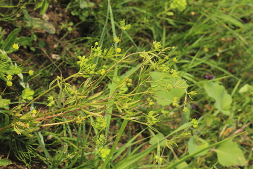 Ranunculus arvensis iNat (3)