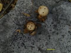 Myriostoma coliforme