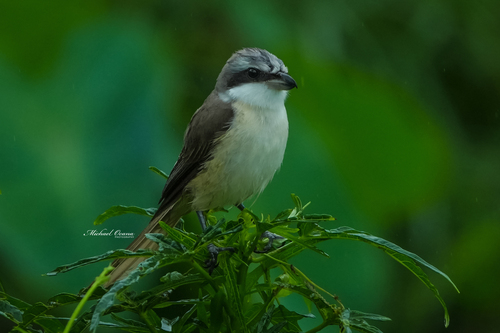 Lanius cristatus Linnaeus, 1758