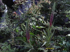 Tillandsia achyrostachys