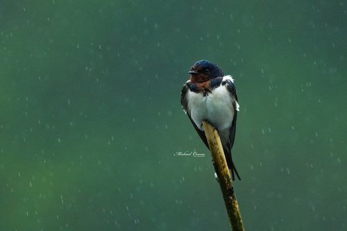 Hirundo rustica Linnaeus, 1758