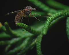 Sylvicola alternatus