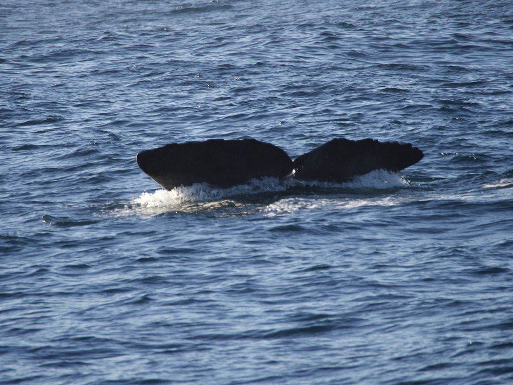 Physeter macrocephalus