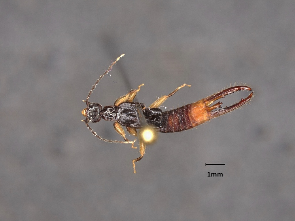 Sparatta dentifera