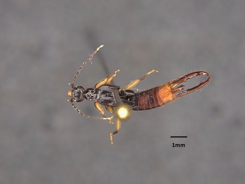 Sparatta dentifera