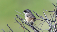 Sericornis maculatus