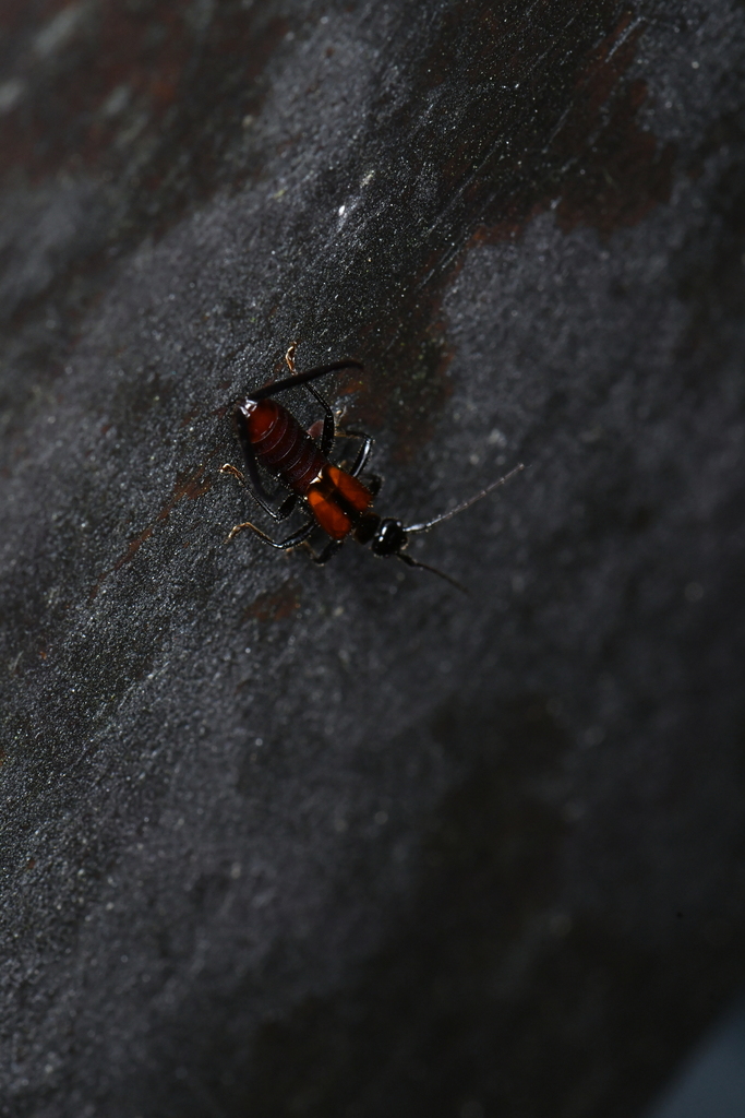 Timiri Insect Timomenus aeris from 972台灣花蓮縣秀林鄉 on March 10, 2026 at 02:39 PM by ...