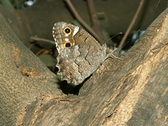 Hipparchia fatua