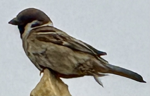 Eurasian Tree Sparrow