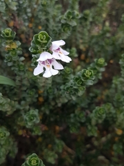 Prostanthera cuneata