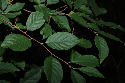 native honeysuckle (Turraea pubescens)