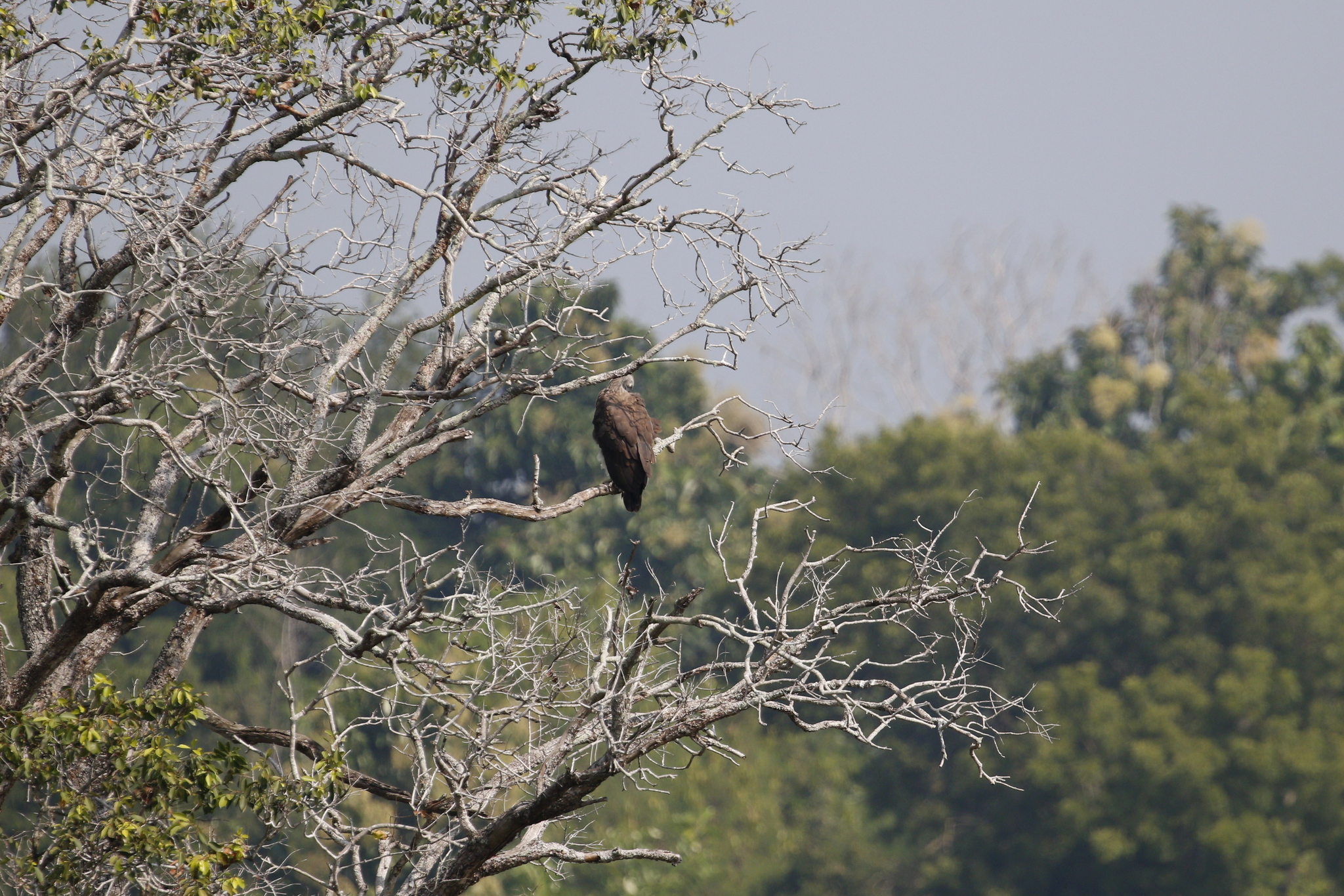 Grey-headed Fish Eagle (Icthyophaga ichthyaetus), photo 7