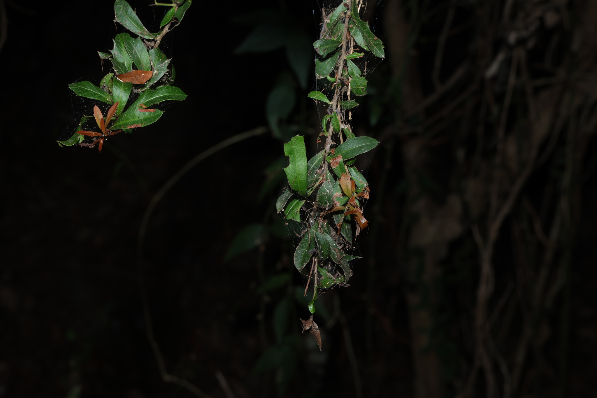 Holly Bush (Alectryon diversifolius)