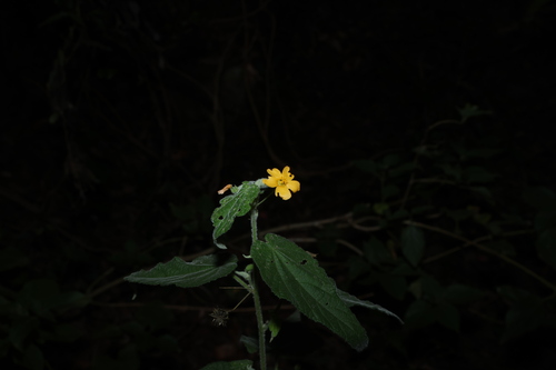 straggly lantern-bush (Abutilon oxycarpum)
