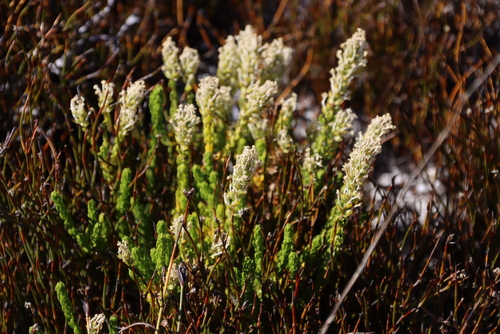 Microdon parviflorus (Microdon parviflorus)