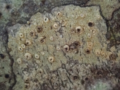 Thelotrema