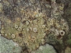 Thelotrema