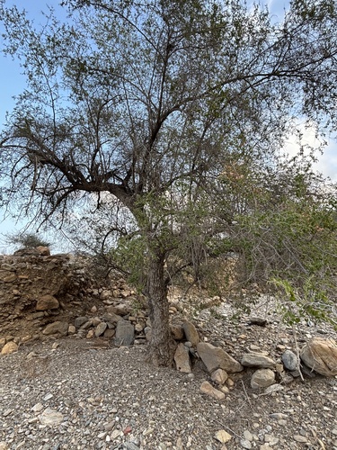 Christ's thorn jujube (Ziziphus spina)