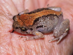 Cophixalus australis